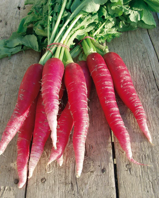 Organic Radish Ostergruss Rosa 2 - West Coast Seeds - Image 2