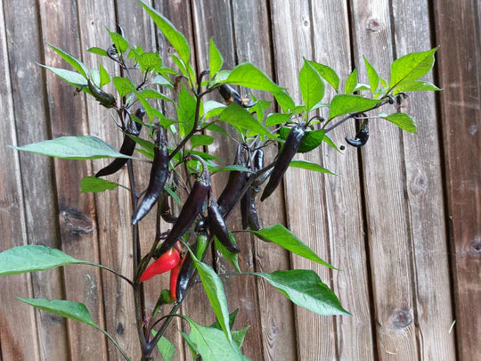 Pepper Murasaki Purple Sweet - Eagleridge Seeds - Image 2