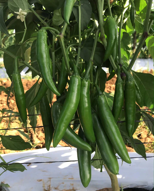 Pepper Pathfinder - West Coast Seeds - Image 2