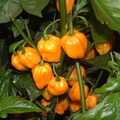 Organic Pepper Scotch Bonnet - Metchosin Farm Seeds
