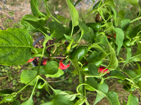 Pepper Zapotec Jalapeno - Eagleridge Seeds