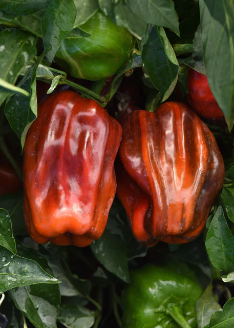 Peppers Candy Cane Chocolate Cherry - West Coast Seeds - Image 3