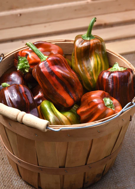 Peppers Candy Cane Chocolate Cherry - West Coast Seeds - Image 4