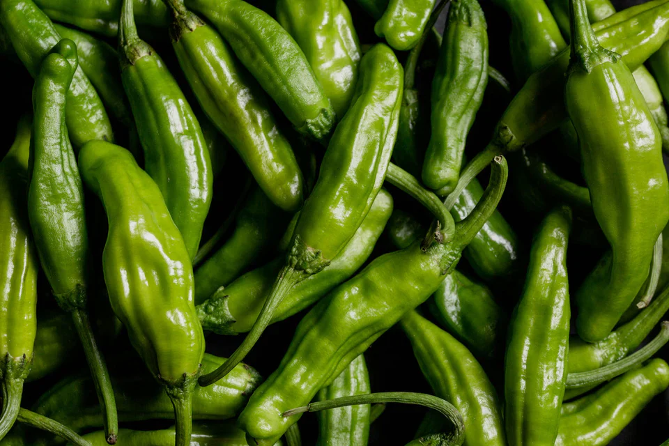 Peppers Shishimai - West Coast seeds - Image 3