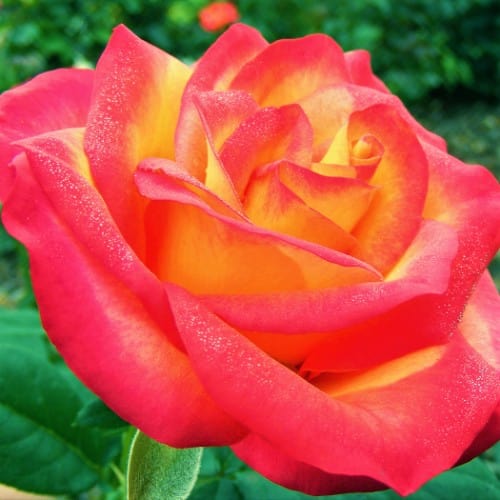 Perfect Moment - Weeks Rose - Image 2