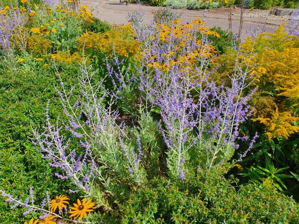 Russian Sage - Little Spire, 1 Pack - Image 2
