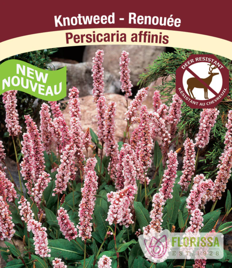 Persicaria affinis, 1 pack