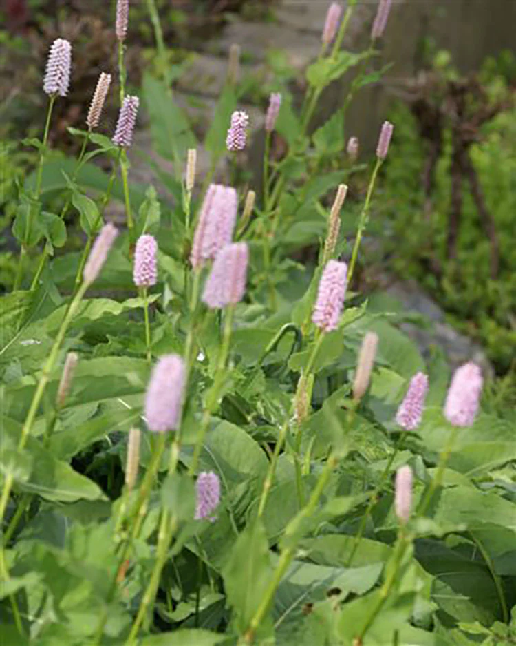 Persicaria Bistorta - Superba, 1 pack - Image 2
