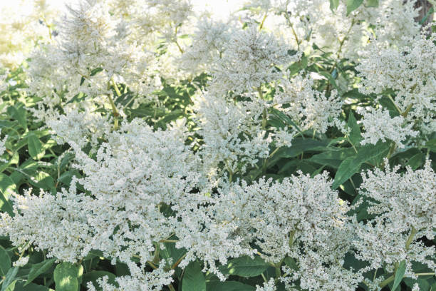 Persicaria polymorpha, 1 pack - Image 2