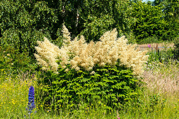 Persicaria polymorpha, 1 pack - Image 3