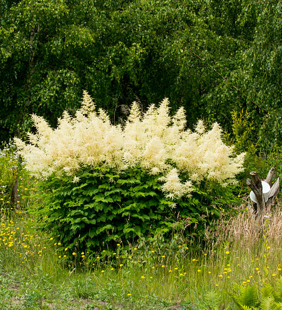 Persicaria polymorpha, 1 pack - Image 4