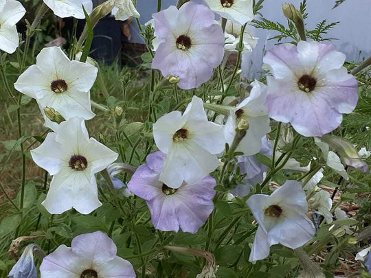 Petunia Balcony - Eagleridge Seeds