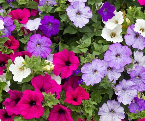 Petunia  Mixed Colours - Cornucopia Seeds