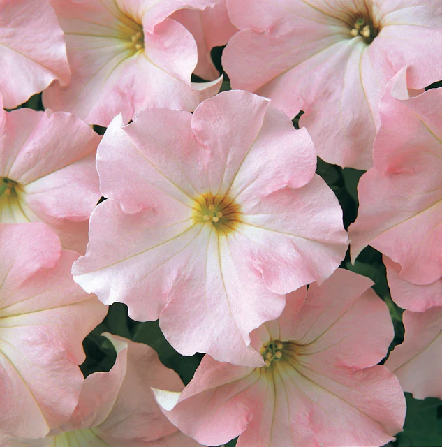 Petunias Dreams Appleblossom Pelleted - West Coast Seeds - Image 2