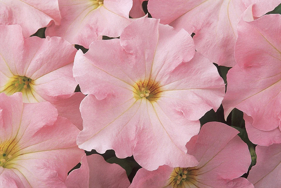Petunias Dreams Appleblossom Pelleted - West Coast Seeds - Image 3