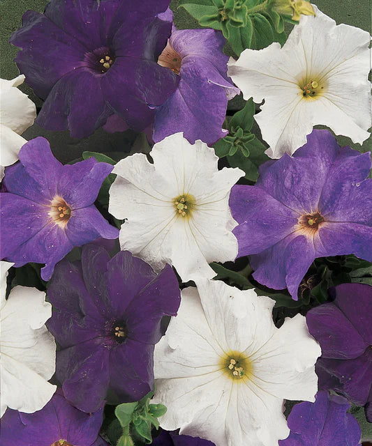 Petunias Dreams Waterfall Mix Pelleted - West Coast Seeds - Image 2