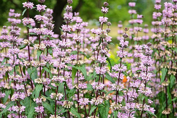 Phlomis tuberosa - Amazone, 1 Pack - Image 2