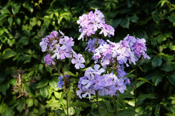 Phlox - Blue Flame, 1 Pack - Image 2