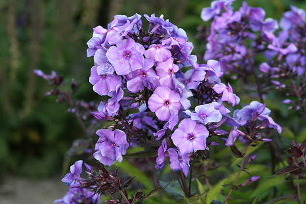 Phlox - Blue Paradise, 1 Pack - Image 2