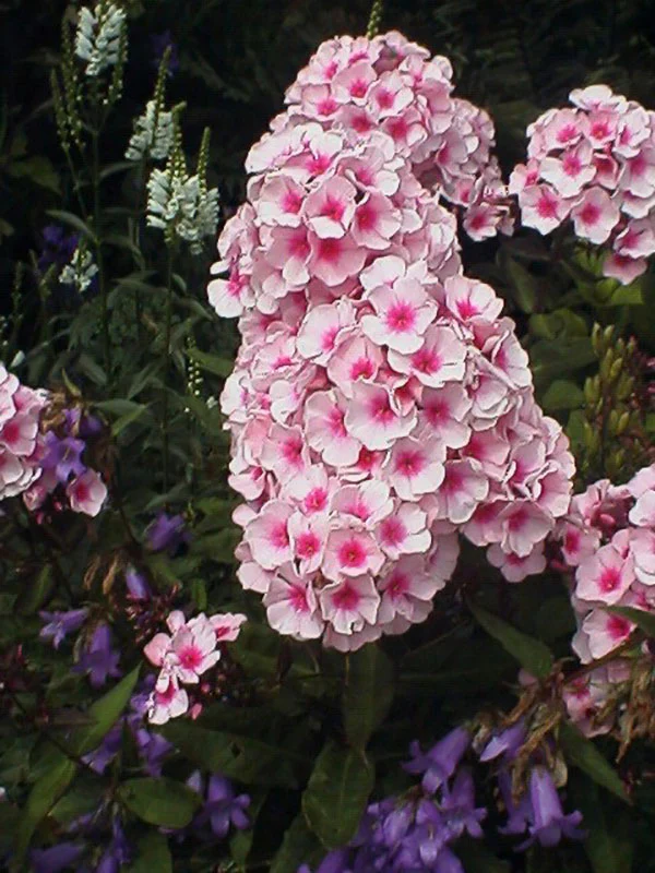 Phlox - Bright Eyes, 1 Pack - Image 2