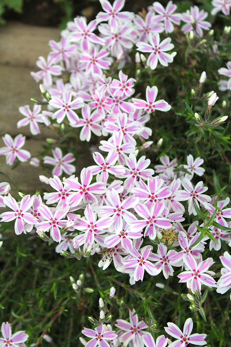 Phlox - Candy Stripe, 1 Pack - Image 2