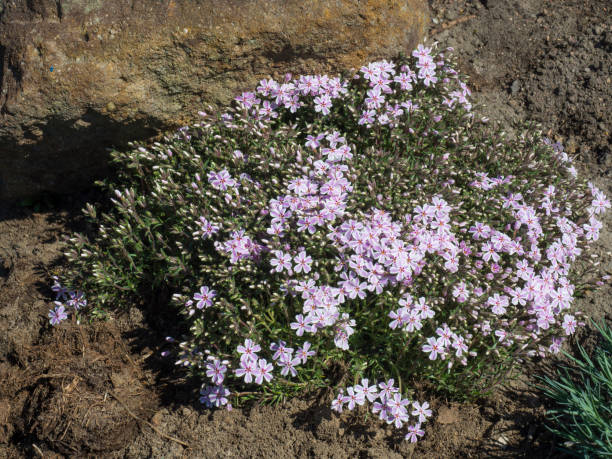 Phlox - Candy Stripe, 1 Pack - Image 3