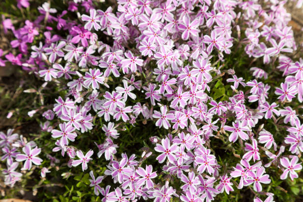 Phlox - Candy Stripe, 1 Pack - Image 4