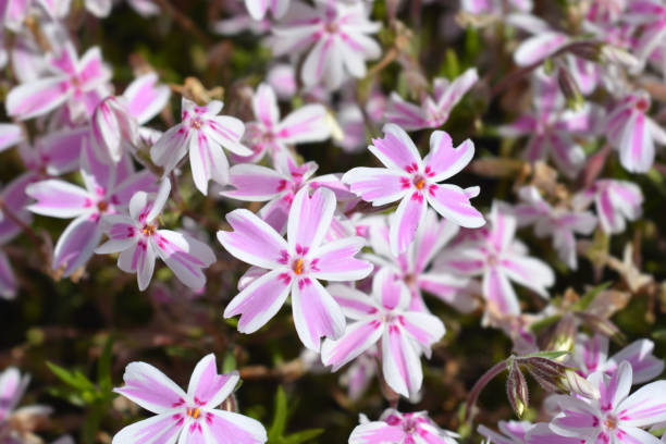 Phlox - Candy Stripe, 1 Pack - Image 5