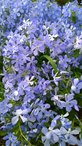 Phlox - Emerald Blue, 1 Pack - Image 2