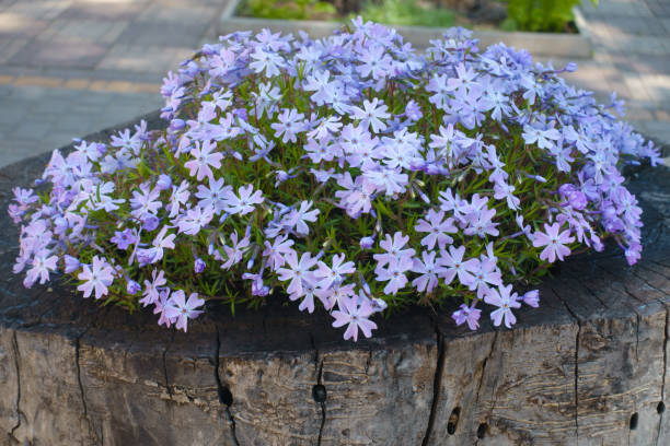 Phlox - Emerald Blue, 1 Pack - Image 3