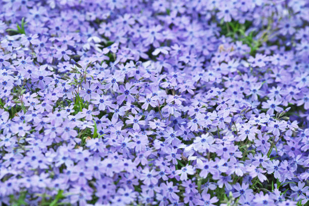 Phlox - Emerald Blue, 1 Pack - Image 4