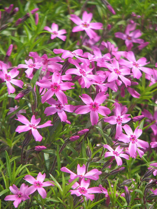 Phlox - Emerald Pink, 1 Pack - Image 2