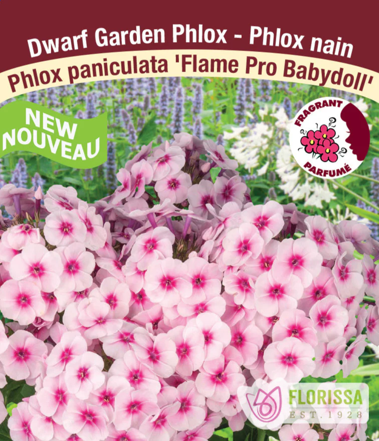 Phlox - Flame Pro Babydoll, 1 Pack