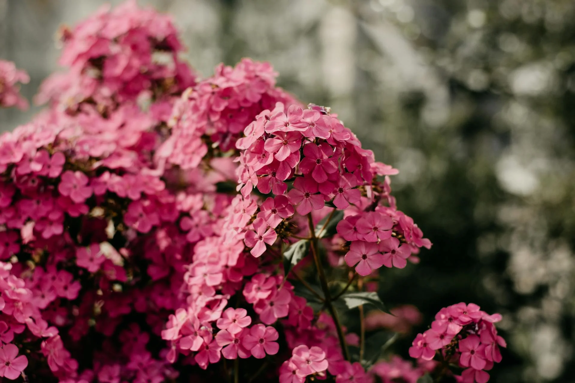 Phlox - Jeana, 1 Pack - Image 2