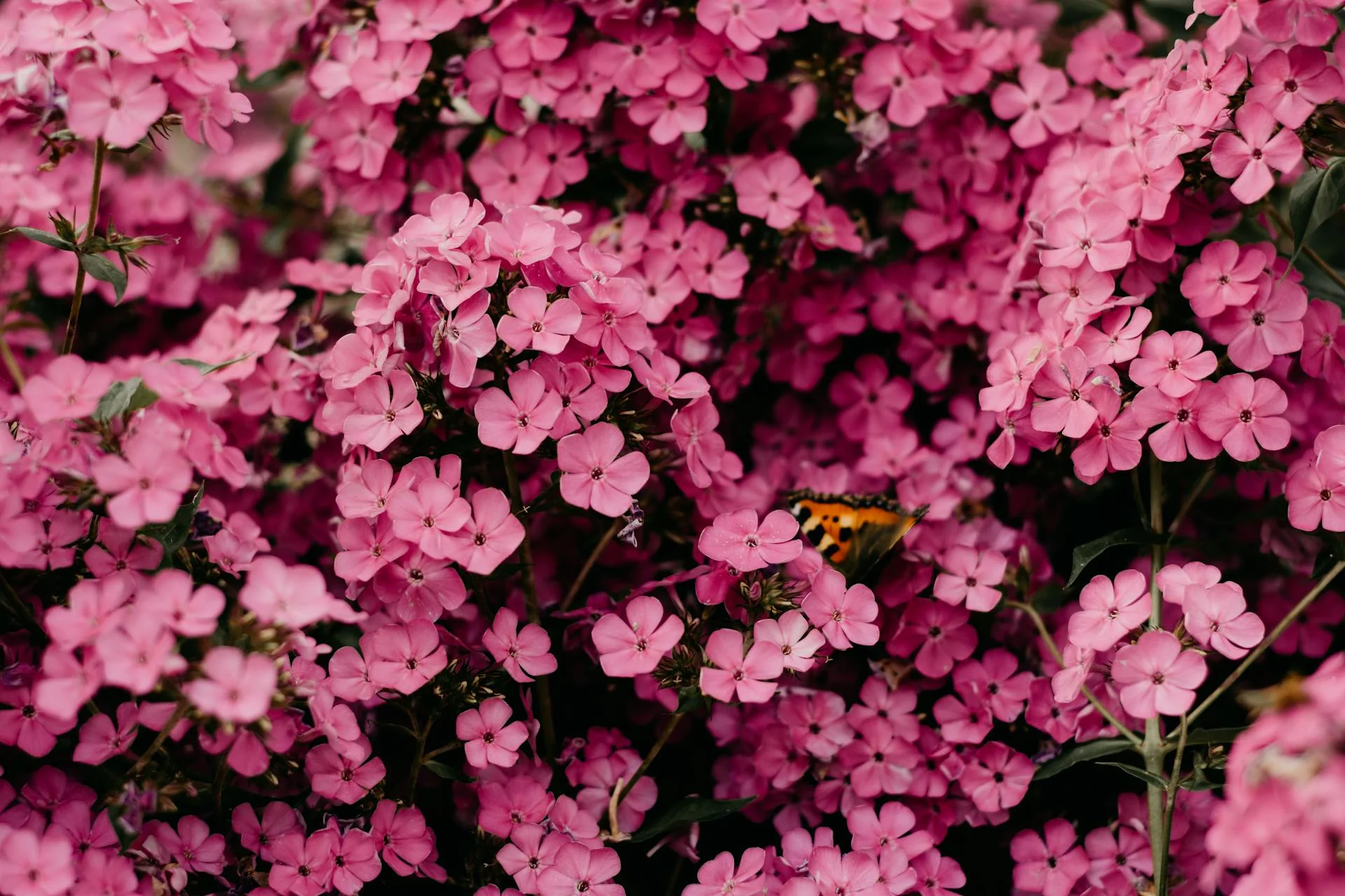 Phlox - Jeana, 1 Pack - Image 3