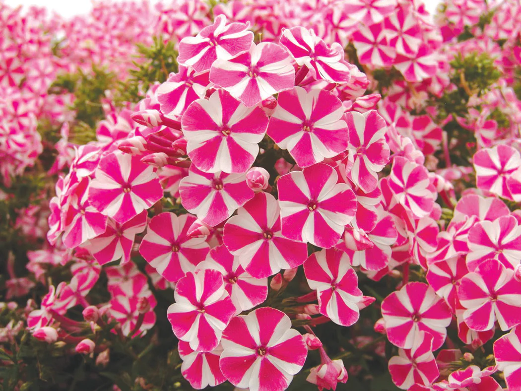 Phlox - Peppermint Twist, 1 Pack - Image 2