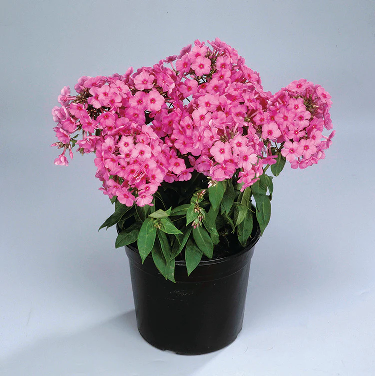 Phlox - Pink Flame, 1 Pack - Image 2