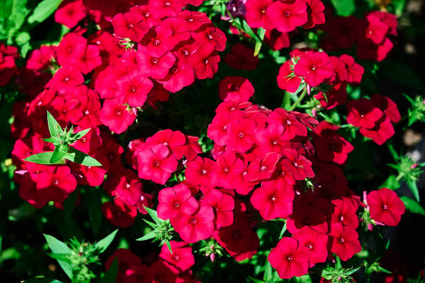 Phlox - Red Flame, 1 Pack - Image 3