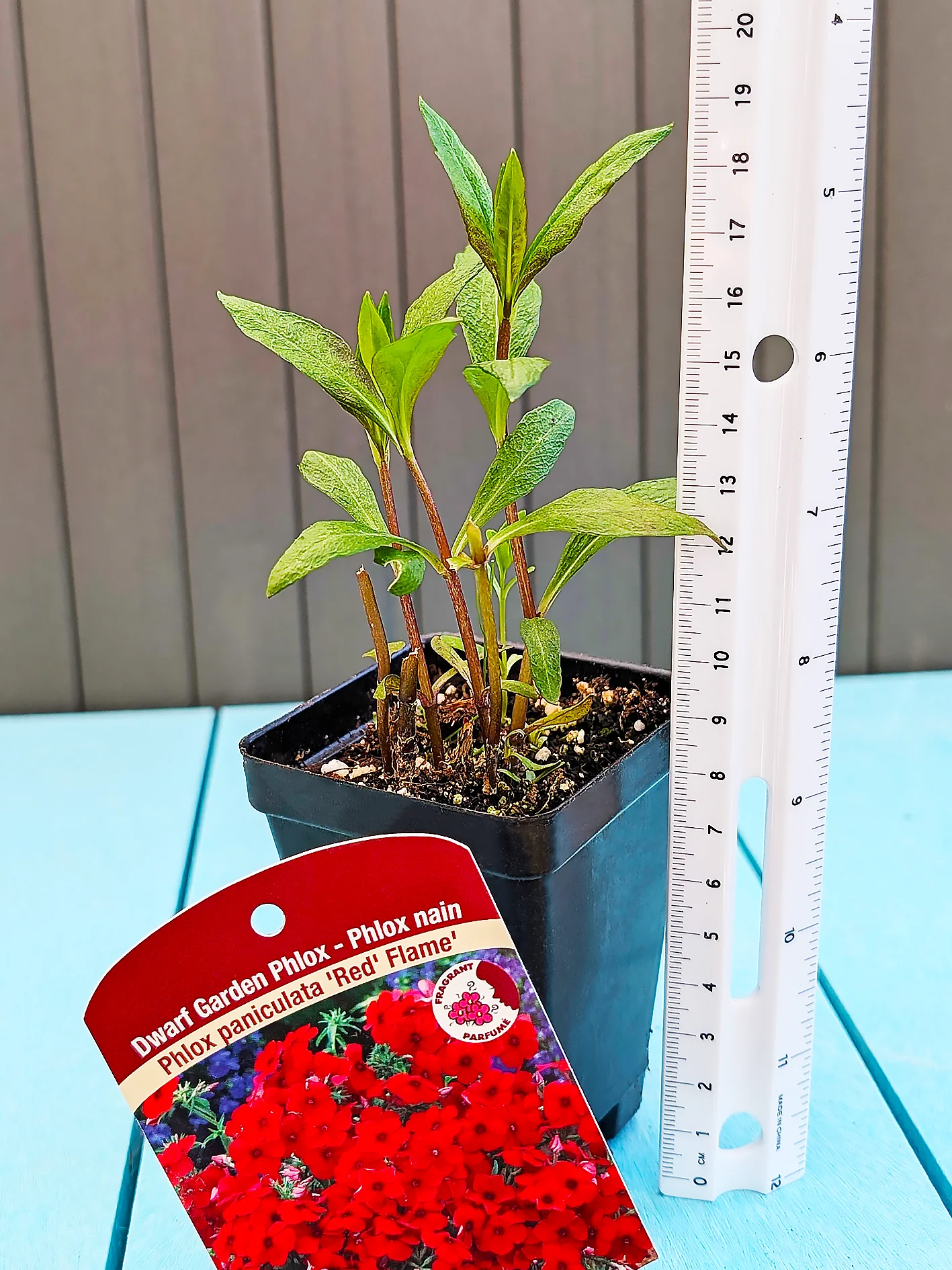 Phlox - Red Flame, 1 Pack - Image 4