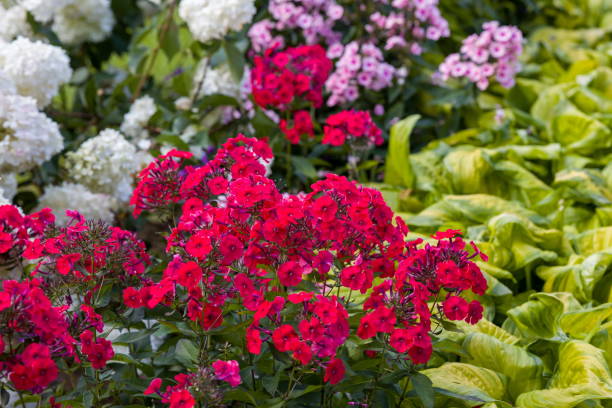 Phlox - Starfire, 1 Pack - Image 2