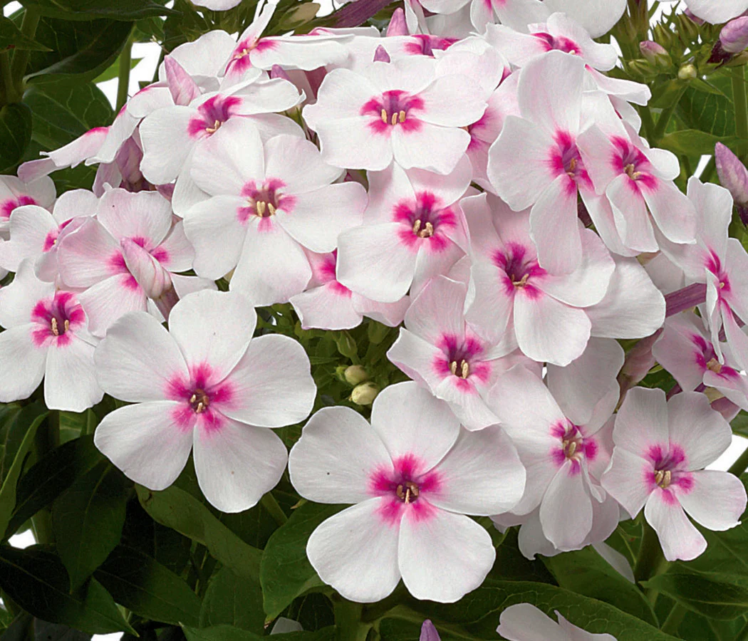 Phlox - White Eye Flame, 1 Pack - Image 2