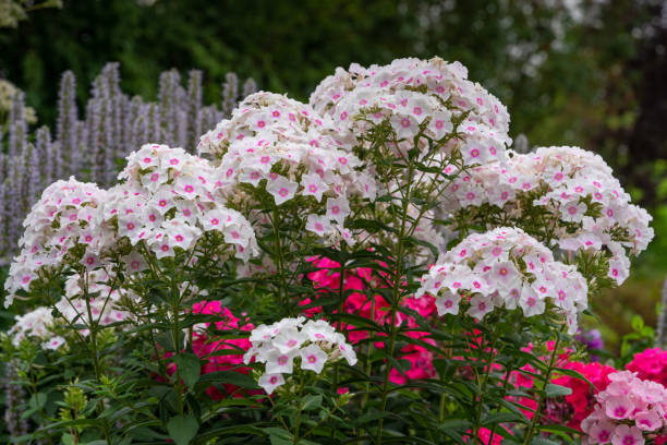 Phlox - White Eye Flame, 1 Pack - Image 3