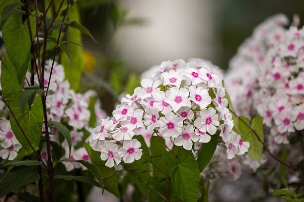 Phlox - White Eye Flame, 1 Pack - Image 4