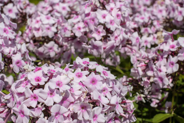 Phlox - White Eye Flame, 1 Pack - Image 5