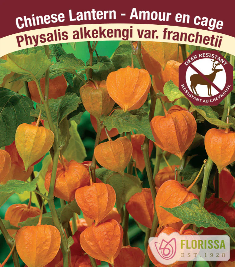 Chinese Lantern Plant, 1 Pack