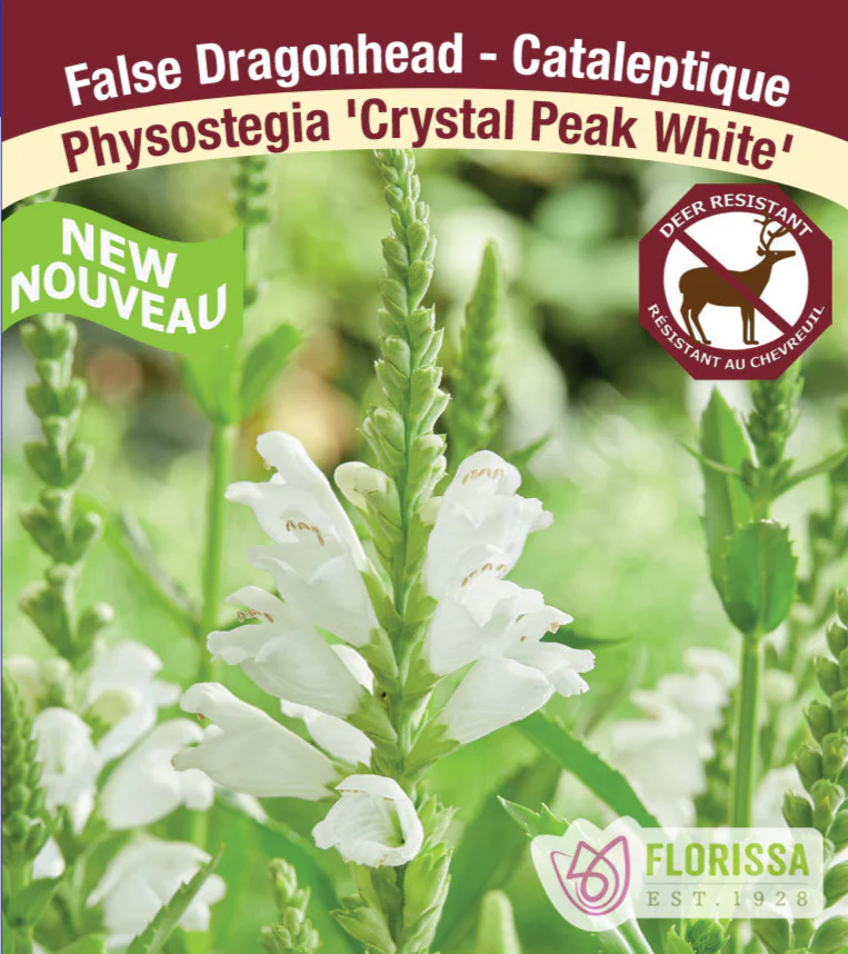 Physostegia - Crystal Peak White, 1 Pack