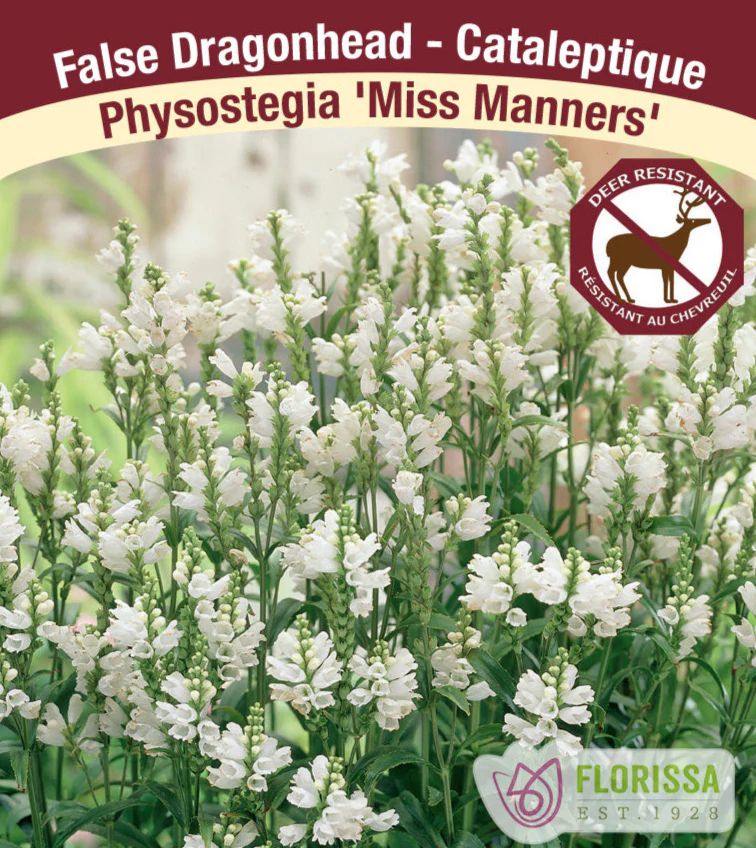 Physostegia - Miss Manners, 1 Pack