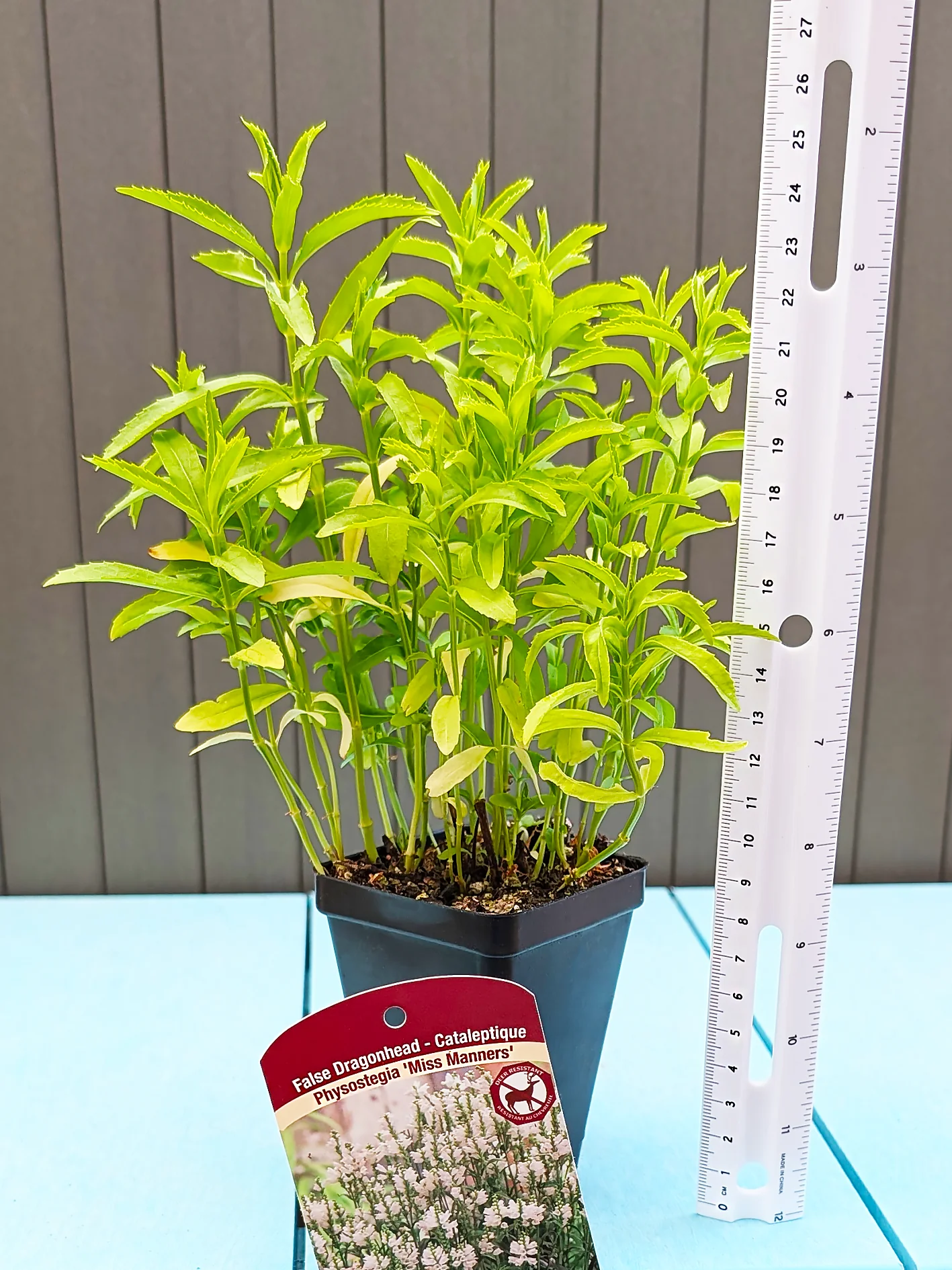 Physostegia - Miss Manners, 1 Pack - Image 2