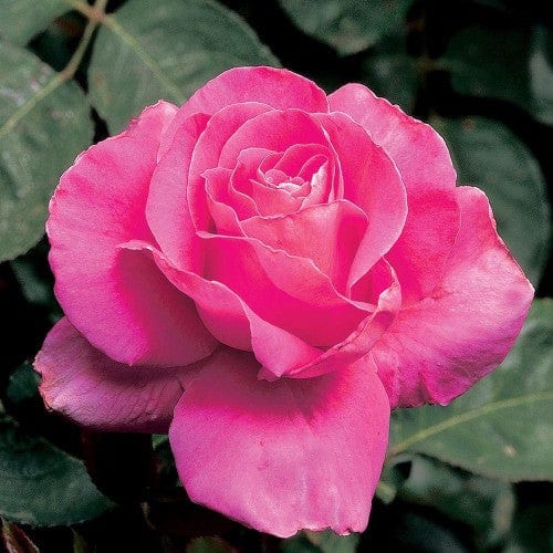 Pink Peace - Weeks Rose - Image 2