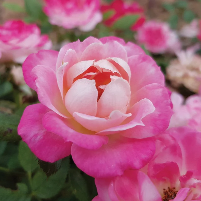 Sunblaze Pink  - Star Roses and Plants